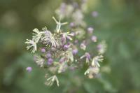 Thalictrum 'Elin' (8647_0.jpg)