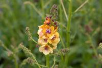 Verbascum 'Clementine' (8655_0.jpg)