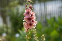 Verbascum 'Cotswold Beauty' (8656_0.jpg)