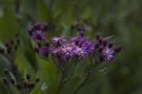 Vernonia noveboracensis (8659_0.jpg)