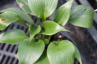 Hosta 'Zorro' (8722_0.jpg)