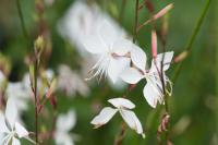 Gaura lindheimeri 'Snowstorm' (8742_0.jpg)