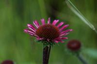 Echinacea 'Sensation Pink' (8772_0.jpg)