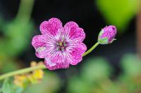 Geranium 'Jolly Jewel Lilac' Geranium 'Jolly Jewel Lilac' (8773_0.jpg)