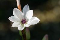 Clematis 'White Pearl' (8796_0.jpg)