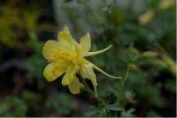 Aquilegia chrysantha 'Yellow Queen' (87_0.jpg)