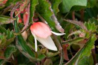 Begonia 'Summerwings Vanilla Elegance' (8861_0.jpg)