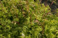 Aruncus aethusifolius (8882_0.jpg)