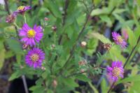 Aster ageratoides 'Ezo Murasaki' (8883_0.jpg)