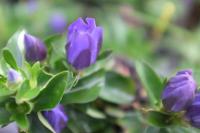 Gentiana 'True Blue' (8900_0.jpg)