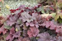 Heuchera 'Berry Smoothie' (8910_0.jpg)