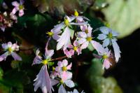 Saxifraga fortunei 'Sibyll Trelawney' (8933_0.jpg)