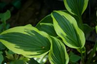 Hosta 'On the Border' (8966_0.jpg)