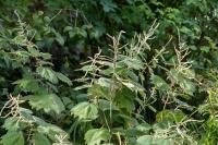 Boehmeria platanifolia Boehmeria platanifolia (8975_0.jpg)