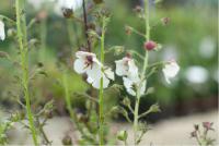 Verbascum blattaria 'Albiflorum' Verbascum blattaria 'Albiflorum' (901_0.jpg)
