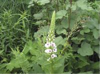 Verbascum chaixii 'Album' (902_0.jpg)