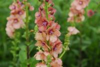 Verbascum 'Royal Highland' (906_0.jpg)