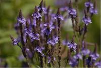 Verbena hastata Verbena hastata (908_0.jpg)
