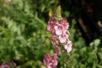 Diascia rigescens (9097_0.jpg)