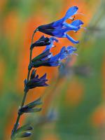 Salvia guaranitica 'Black and Blue' (9098_0.jpg)