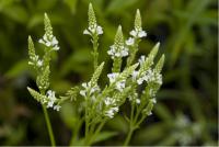 Verbena hastata 'Alba' (909_0.jpg)