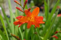 Crocosmia 'Constance' (9121_0.jpg)