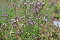 Verbena macdougalii 'Lavender Spires' (9138_0.jpg)