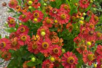 Helenium 'Red Velvet' (9157_0.jpg)