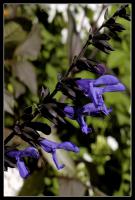 Salvia guaranitica 'Carine's Amazing Blue' (9224_0.jpg)