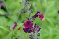 Salvia x jamensis 'Nachtvlinder' (9226_0.jpg)