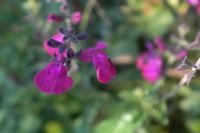 Salvia 'Lilac Blue' (9229_0.jpg)