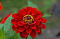 Zinnia elegans 'Benary's Giant Scarlet' (9230_0.jpg)