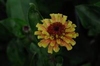 Zinnia elegans 'Queen Lime Orange' (9231_0.jpg)