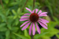 Echinacea purpurea 'Leuchtstern' (9241_0.jpg)