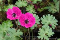 Geranium 'Jolly Jewel Red' (9246_0.jpg)