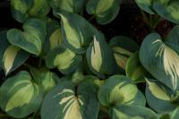 Hosta 'Dream Queen' (9259_0.jpg)