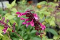 Salvia 'Rockin' Fuchsia' (9324_0.jpg)