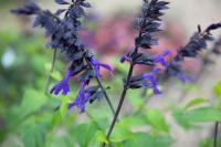 Salvia 'Amistad' (9333_0.jpg)