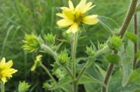 Silphium mohrii (9375_0.jpg)