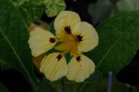 Tropaeolum majus 'Red Troika' (9388_0.jpg)