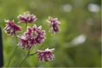 Aquilegia 'Nora Barlow' (93_0.jpg)