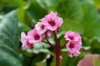 Bergenia 'Magic Giant' Bergenia 'Magic Giant' (9408_0.jpg)