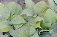 Hosta 'Infatuation' (9451_0.jpg)