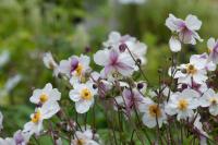 Anemone 'Dainty Swan' (9473_0.jpg)