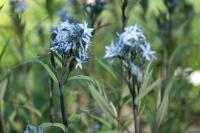 Amsonia tabernaemontana var. salicifolia (9487_0.jpg)