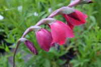 Gladiolus 'Papilio Ruby' (9492_0.jpg)