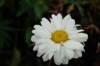 Leucanthemum 'Victorian Secret' (9515_0.jpg)