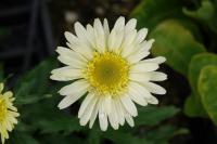 Leucanthemum 'Real Glory' (9516_0.jpg)