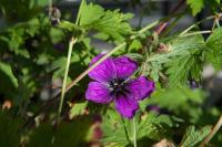 Geranium 'Dragon Heart' (9610_0.jpg)