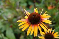 Echinacea 'Funky Yellow' (9634_0.jpg)